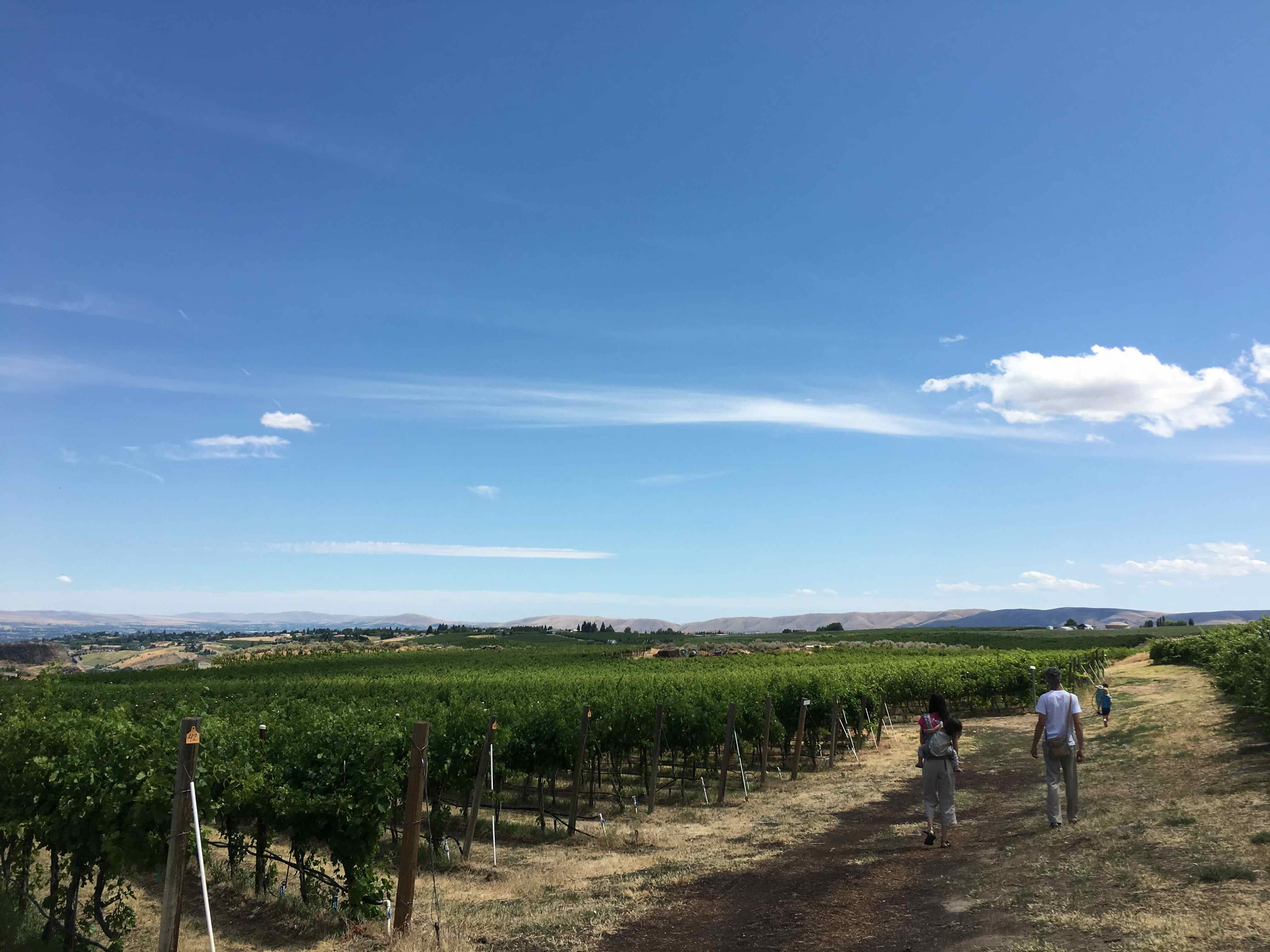 A panoramic photo of a vineyard under blue sky.